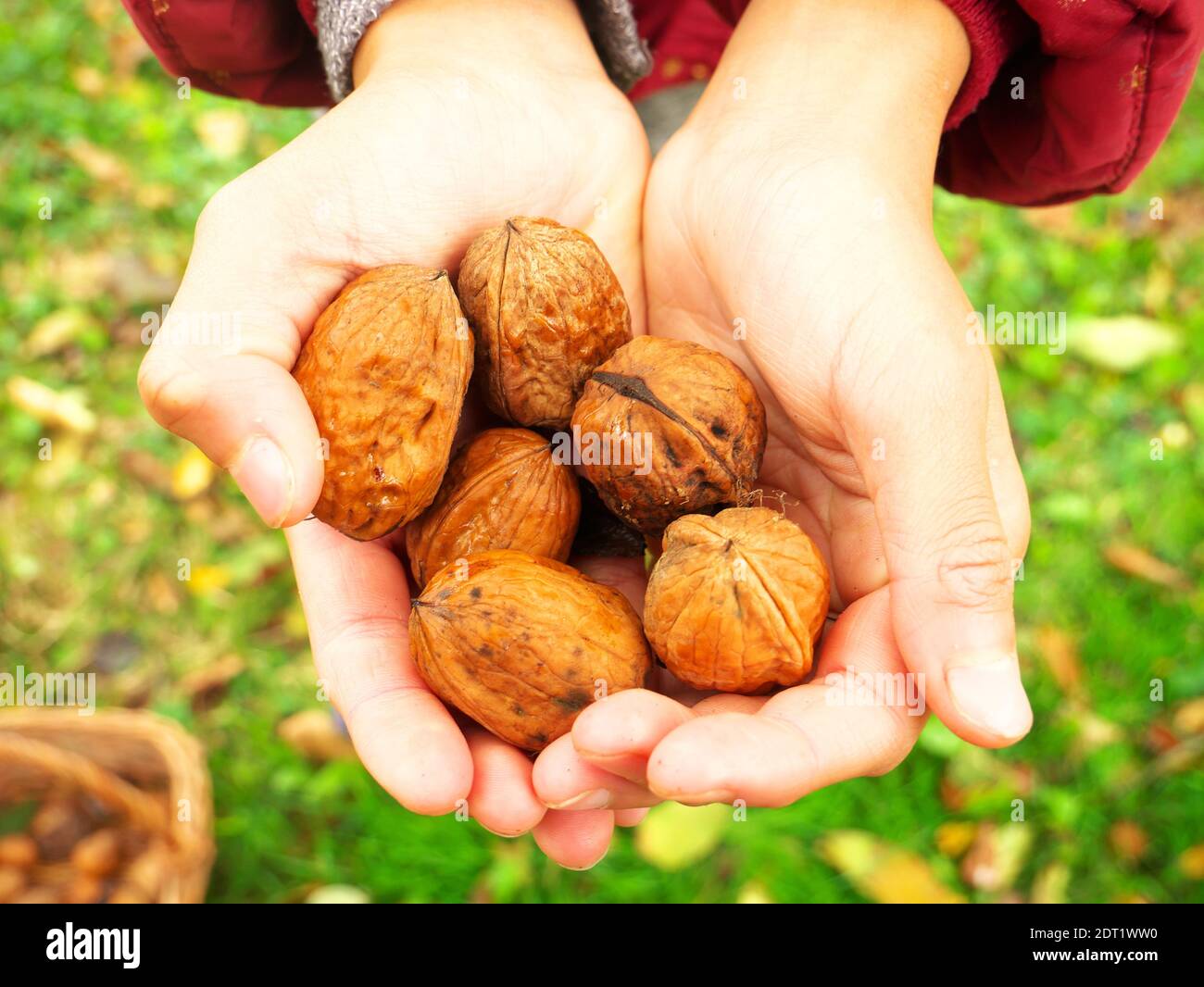 Frisch gepflückte Nüsse in Kinderhände gehalten Stockfoto