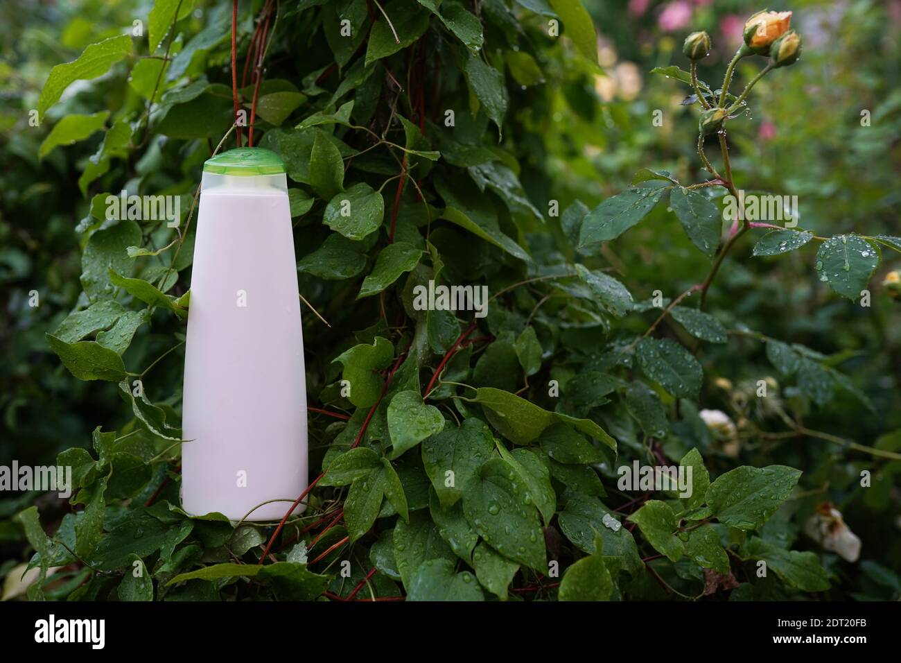 Weiße unbeschriftete kosmetische Flasche, auf einem grünen natürlichen Hintergrund, Gras, Moos mit Ästen von Grün. Umweltfreundliches Kosmetikprodukt. Natürlicher Kosmos Stockfoto