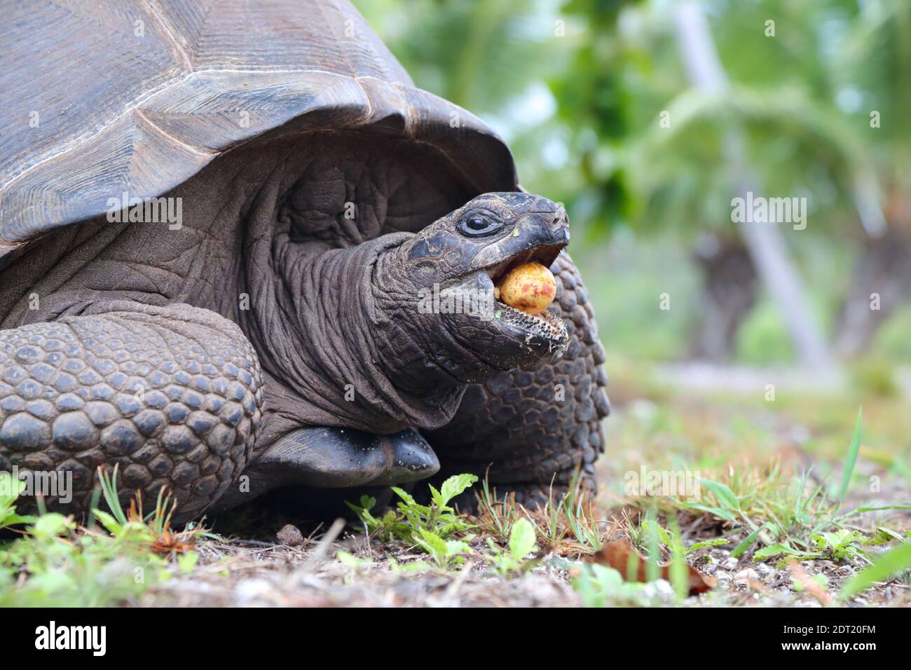 Eine Aldabra Riesenschildkröte (Aldabrachelys gigantea) auf Ahove Atoll, Seychellen Stockfoto