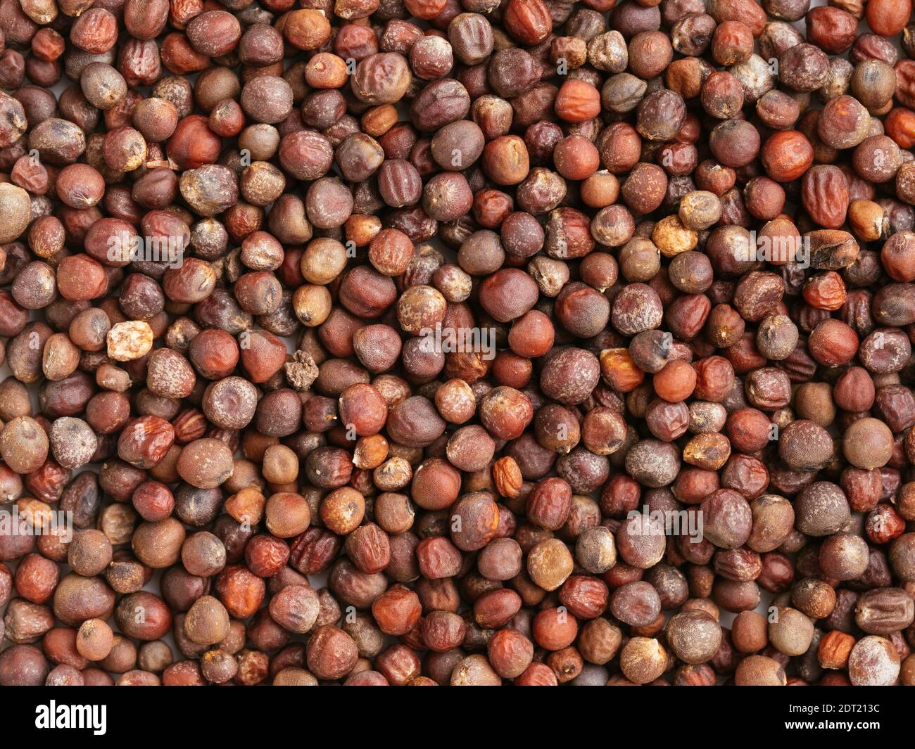 Lila Blumenkohl (Brassica oleracea var. botrytis) Samen Stockfoto