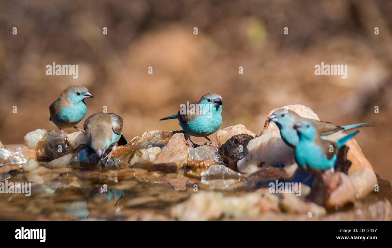 Kleine Gruppe von Blaureiher Cordonbleu am Wasserloch im Kruger Nationalpark, Südafrika; specie Uraeginthus angolensis Familie von Estrildi Stockfoto