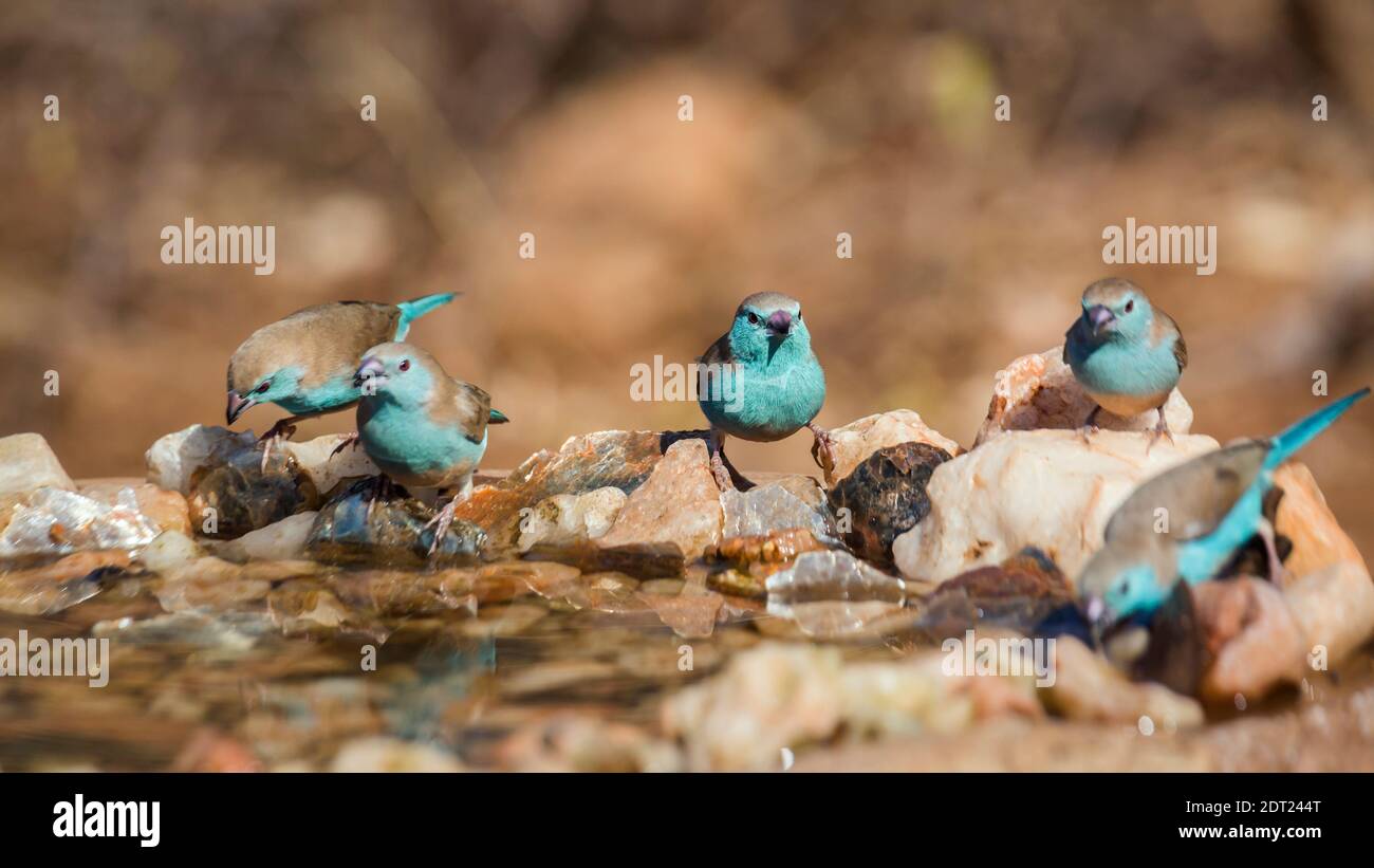 Kleine Gruppe von Blaureiher Cordonbleu am Wasserloch im Kruger Nationalpark, Südafrika; specie Uraeginthus angolensis Familie von Estrildi Stockfoto