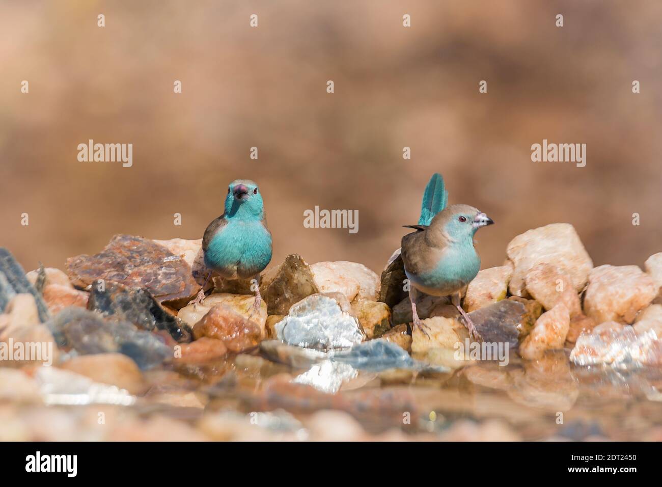 Zwei blaureihige Cordonbleu, die am Wasserloch-Vorderansicht im Kruger Nationalpark, Südafrika stehen; specie Uraeginthus angolensis Familie von Estrildi Stockfoto