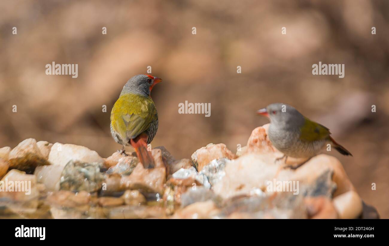 Grünes geflügeltes Pytilia Paar, das am Wasserloch im Kruger Nationalpark, Südafrika steht; specie pytilia melba Familie von Estrildidae Stockfoto