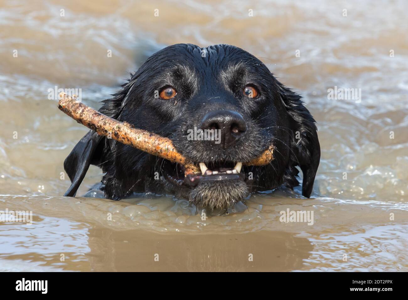 Nahaufnahme eines schwarzen Labradors, der mit einem Stock im Mund im Wasser schwimmt Stockfoto