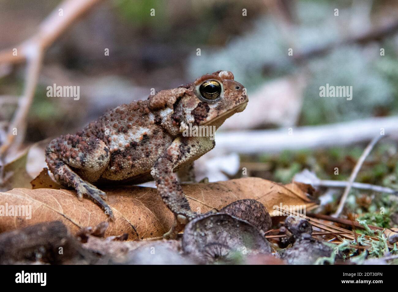 Amerikanische Kröte Stockfoto