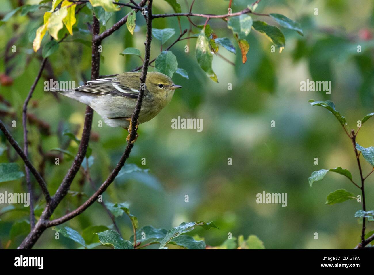 Pine Warbler Stockfoto