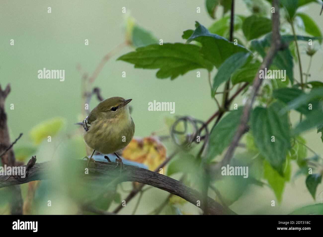 Pine Warbler Stockfoto