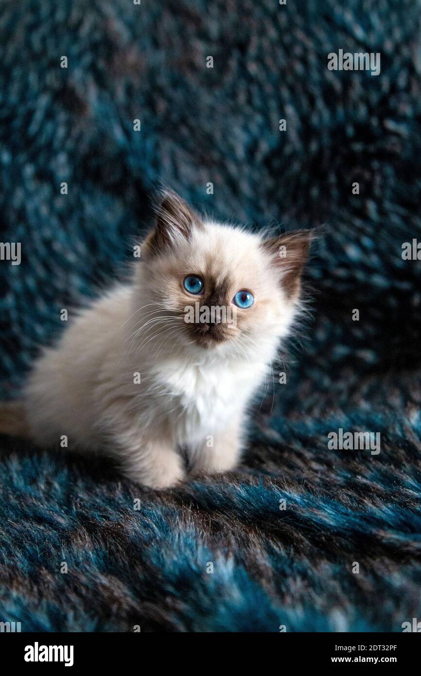 Ragdoll Kätzchen Stockfoto