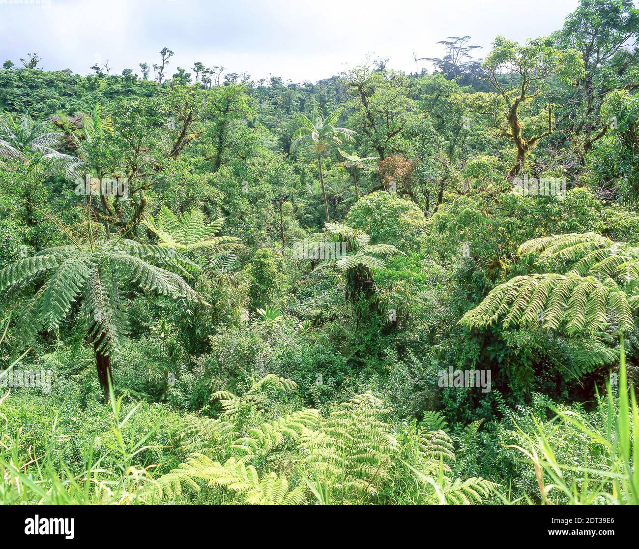 Buschlandschaft, Apia, Samoa Stockfoto