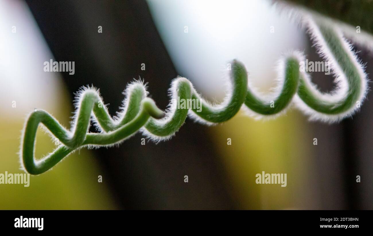 Lockig Behaart Stockfoto