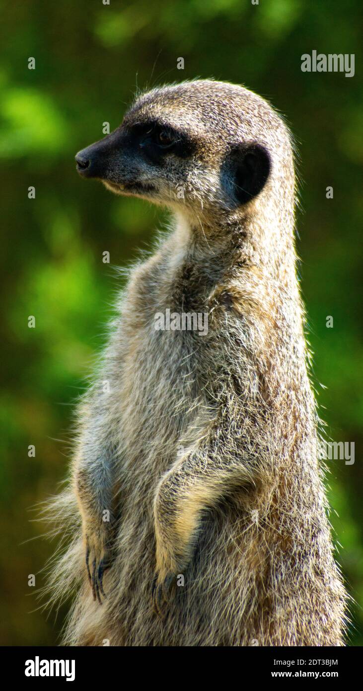 Meercat in der Sonne Stockfoto