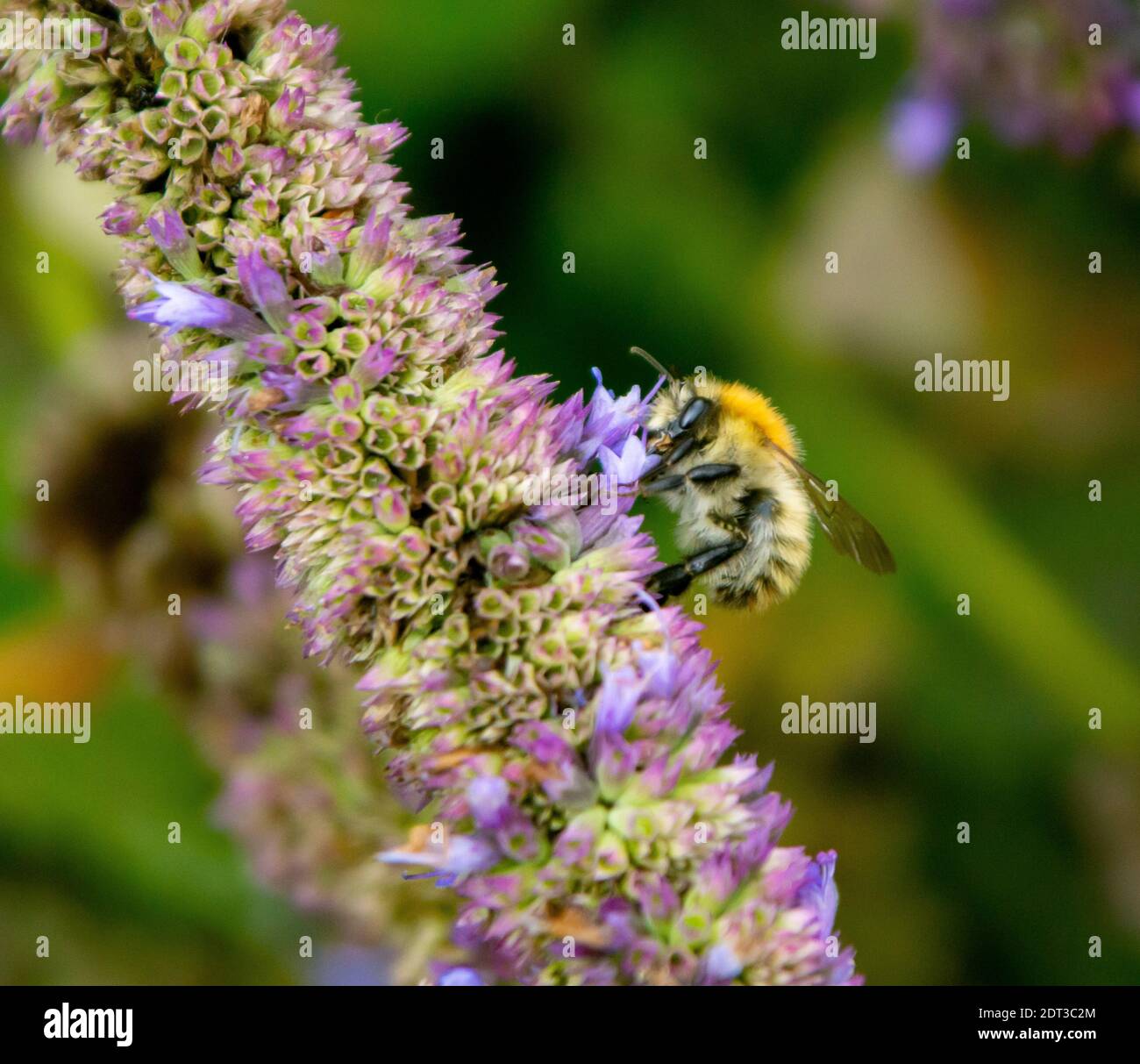 Honigbiene auf der Suche nach Essen Stockfoto