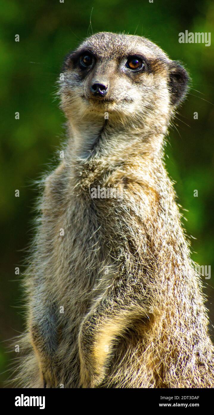 Meercat Schaut Sich Um Stockfoto