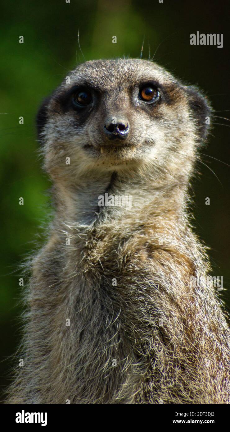 Meercat beim Blick auf die Kamera Stockfoto