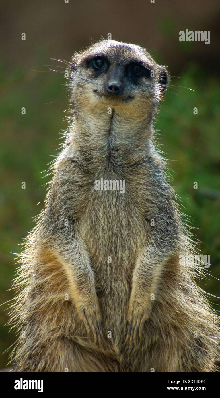 Meercat sitzt in der Sonne Stockfoto