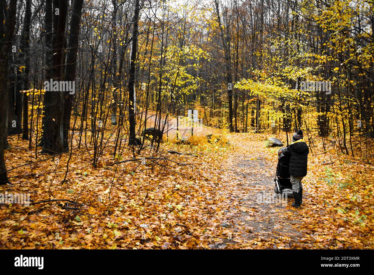 Rückansicht der Mutter, die während des Laufens mit ihrem Baby im Trolley läuft Herbst Stockfoto