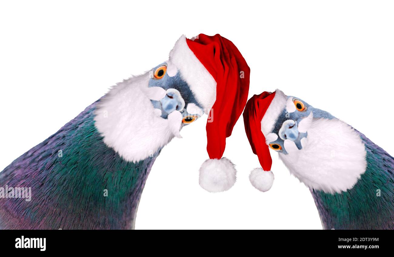 Tauben im Bild des weihnachtsmanns, der die Kamera anschaut, Neujahr Stockfoto