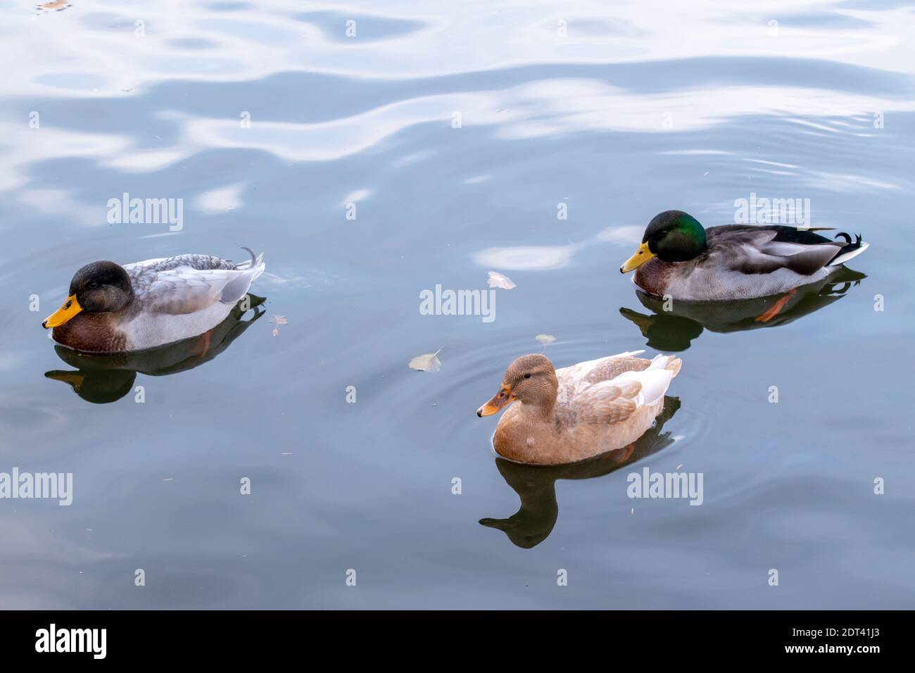 Ente herbst Fotos und Bildmaterial in hoher Auflösung Alamy