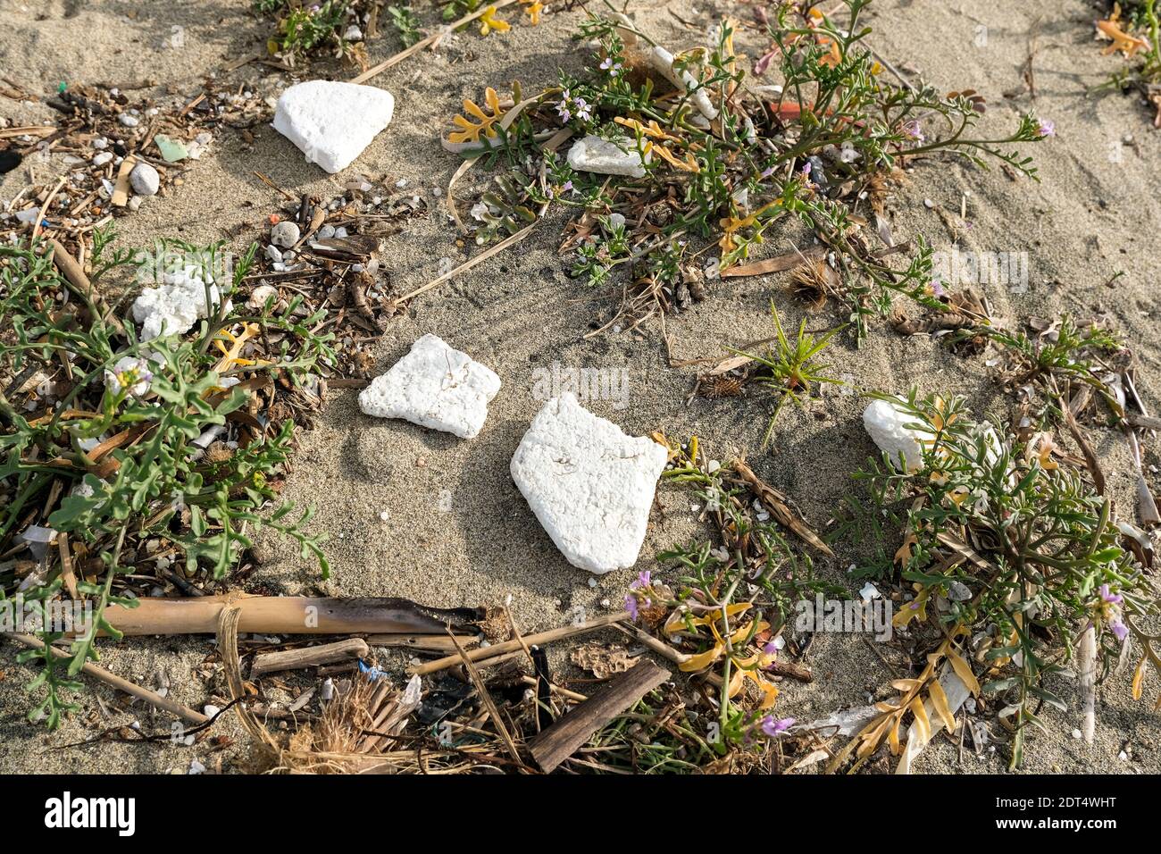 Mikroplastik und Polystyrolabfälle auf Meerespflanzen Ökosystem, Meer kontaminiert Lebensraum Stockfoto