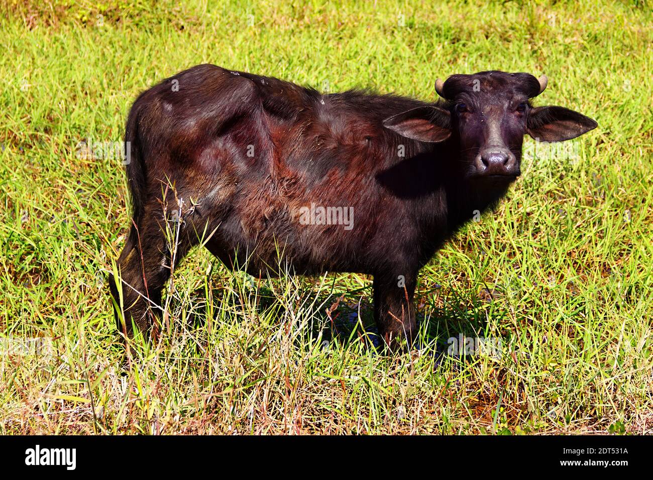 Beweidung von Wasserbüffeln. Sri Lanka Pastoralismus Stockfoto