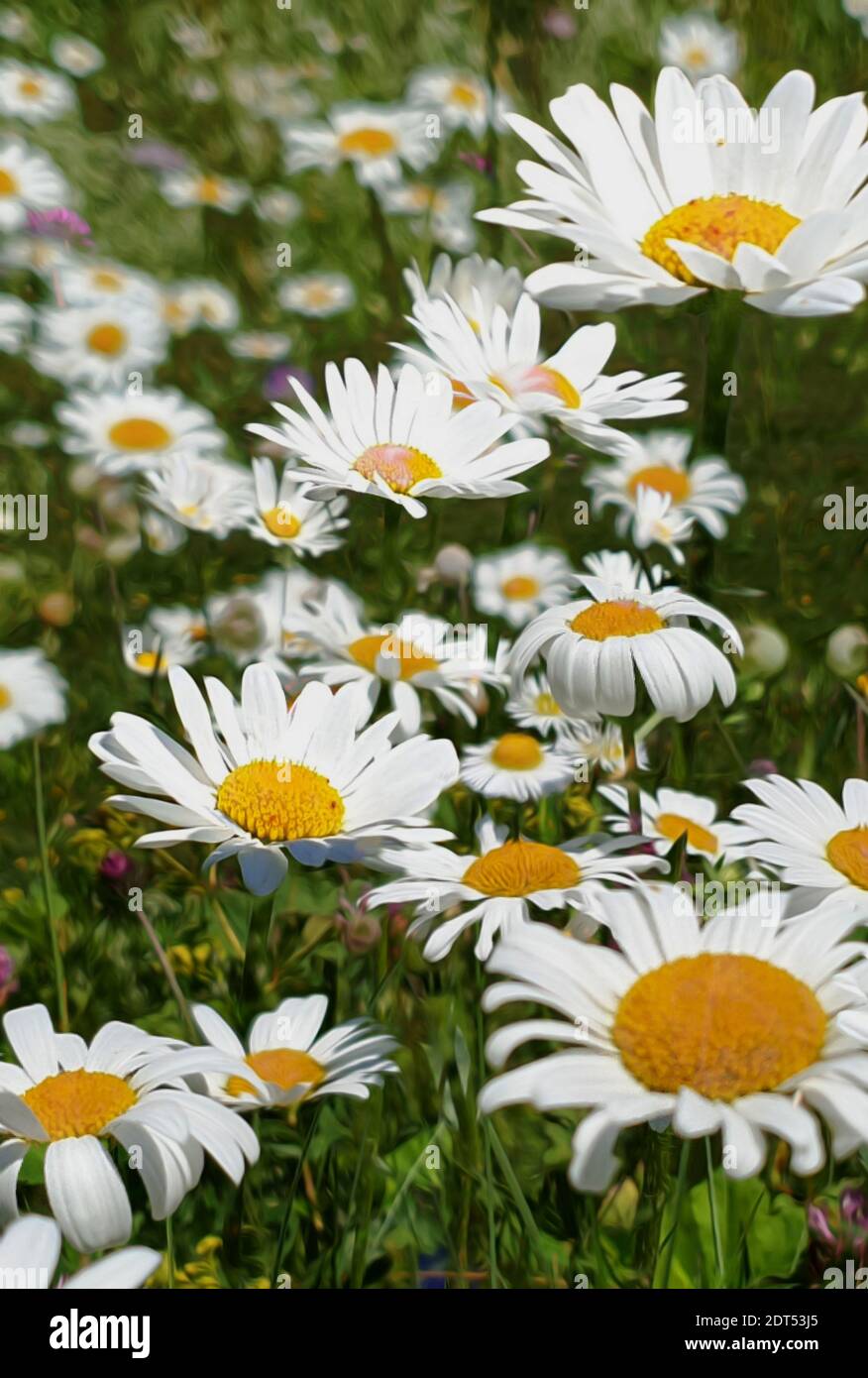 Eine Wiese mit Margueriten oder Oxeye Daisy in voller Blüte mit Grasse Stockfoto