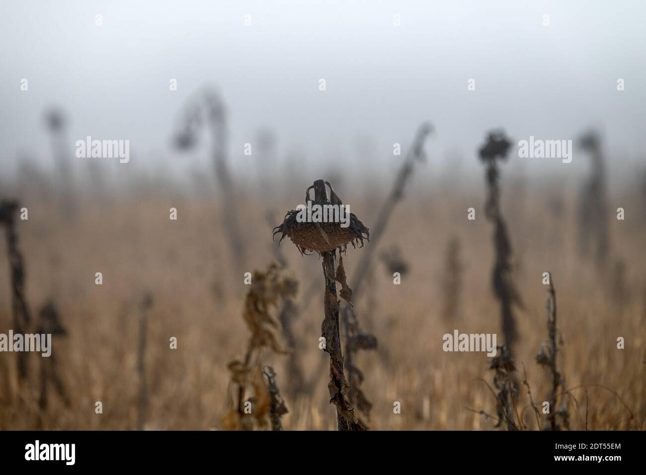 Einsame Sonnenblume auf einen trockenen Winter Feld in fogg Stockfoto