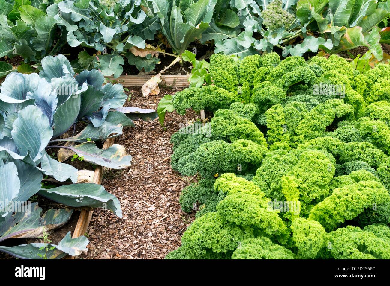 Grünkohl-Garten im Hochbeet-Gemüsegarten. Spätsommer, Hochbeete Gemüse Brassica oleracea acephala Grünkohl Gartenbau, Gartenbau Stockfoto
