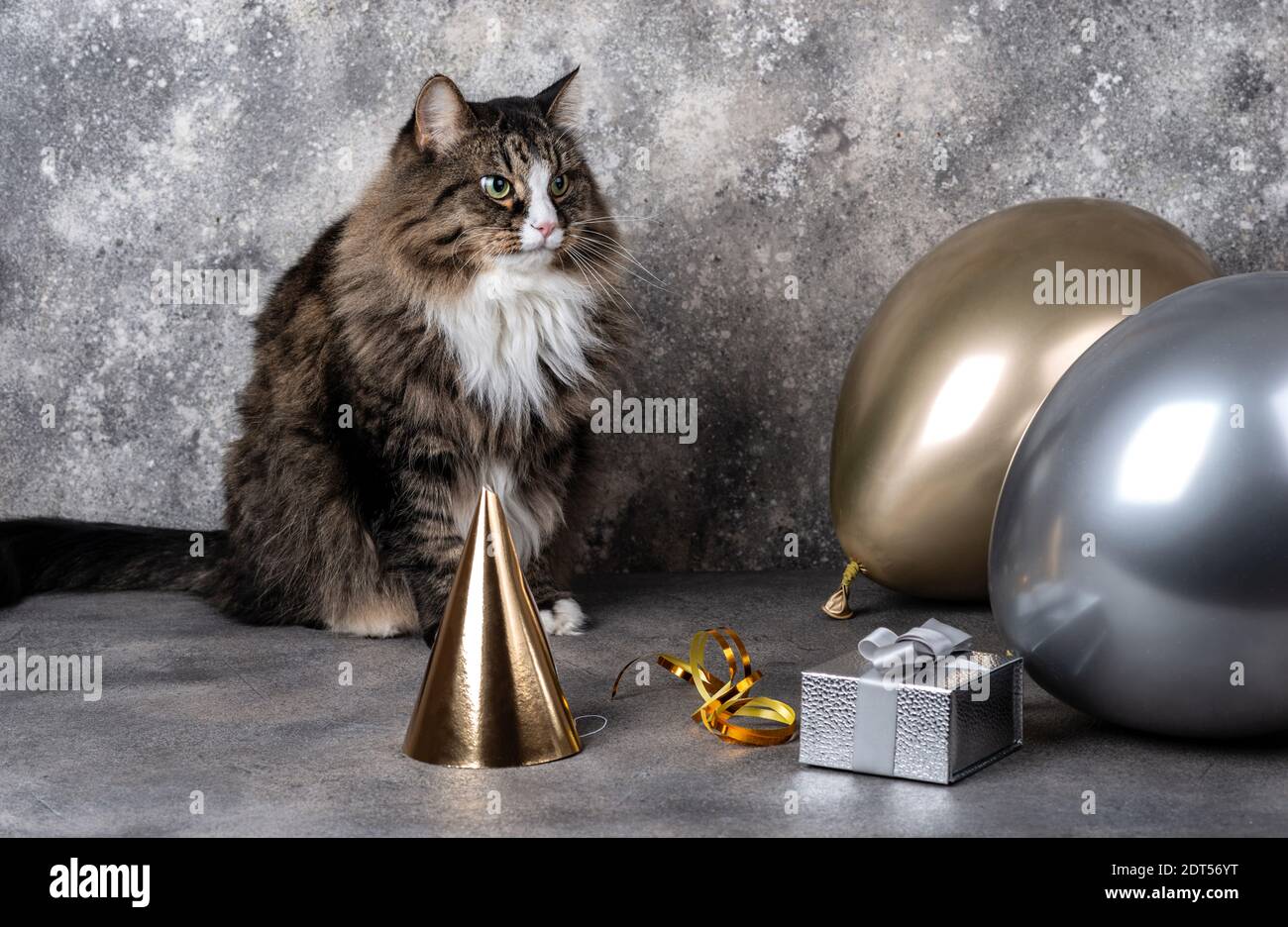 Katze mit Luftballons und Geschenkbox mit Party Hut auf grauem Hintergrund. Geburtstagsfeier Konzept Stockfoto