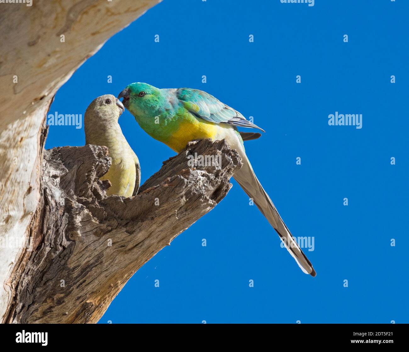 Männliche und weibliche rote rumpelte Papageien in ihrem Nest auf Cooper Creek, Südaustralien. Stockfoto