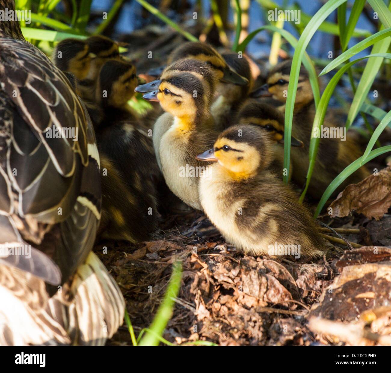 Entlein am Wasser Stockfoto