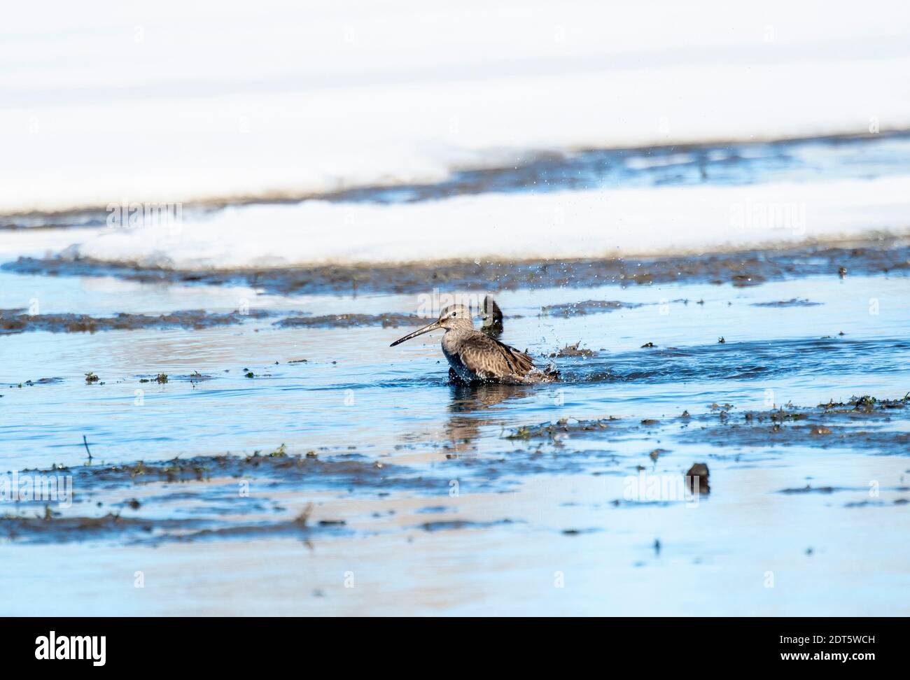 Ein kurz-billed Dowitcher Baden in einem See mit Schnee in Der Hintergrund während der Migration durch Colorado Stockfoto