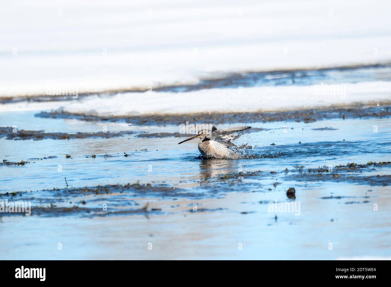 Ein kurz-billed Dowitcher Baden in einem See mit Schnee in Der Hintergrund während der Migration durch Colorado Stockfoto