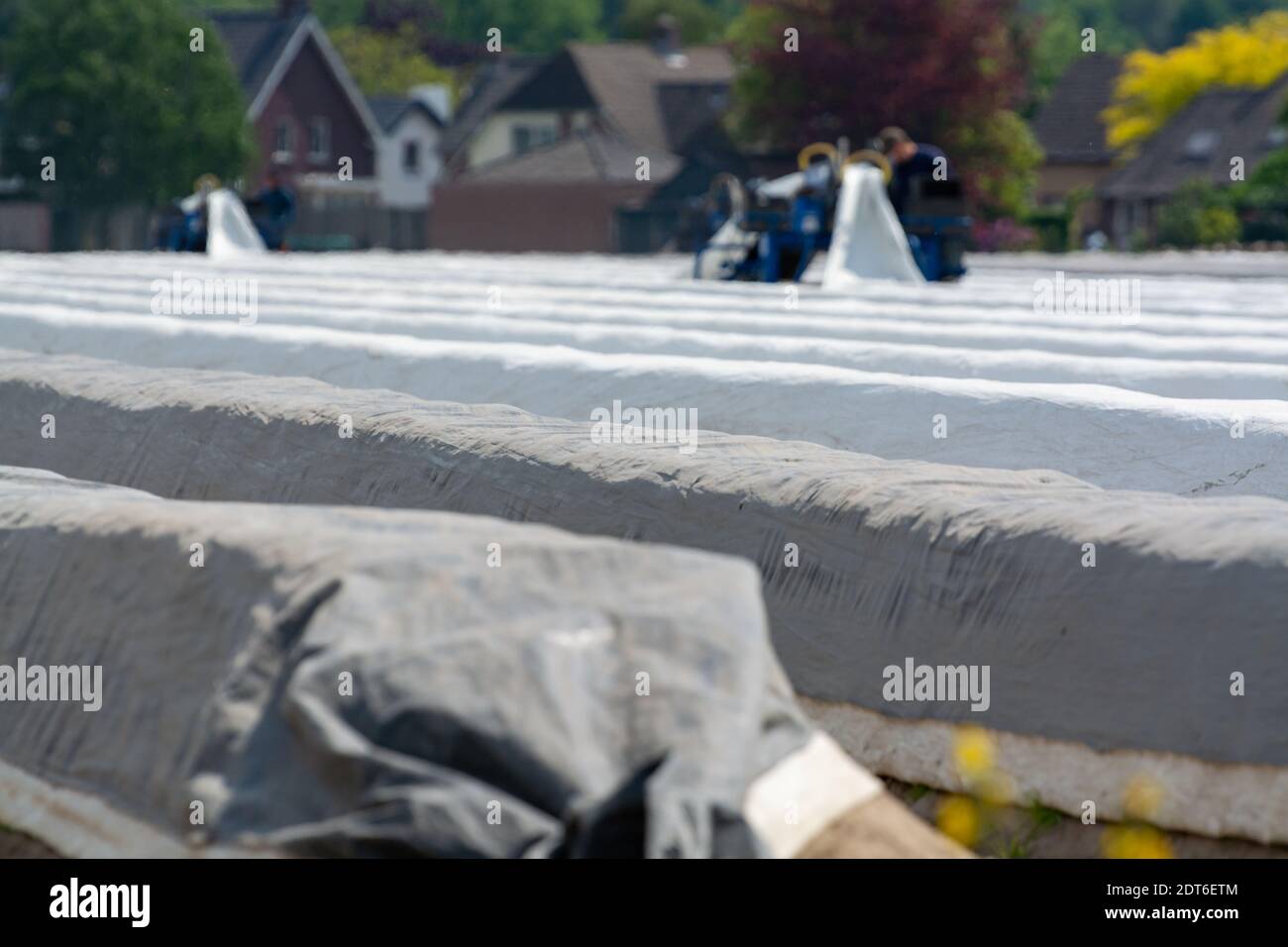 Saisonarbeiter aus östlichen EU-Ländern ernten im Frühjahr weißen Spargel auf landwirtschaftlichen Feldern in Nehmerland Stockfoto