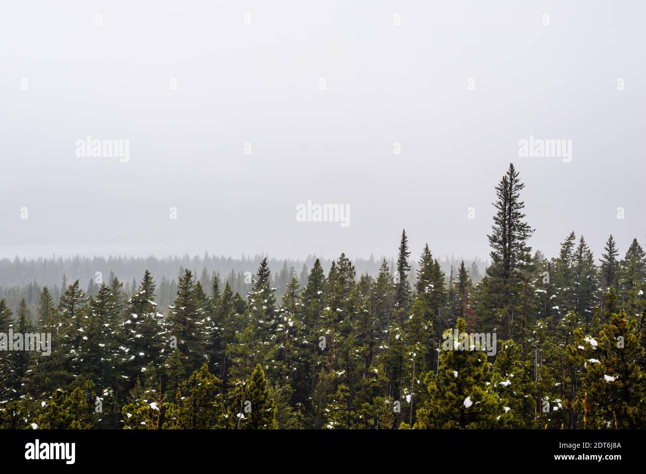 Nadelwälder und Schneepatches im dichten Nebel, in der Nähe von Waterton Lakes, Alberta, Kanada. Stockfoto