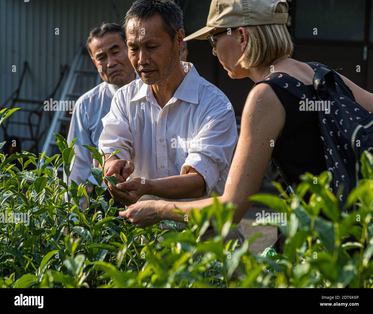 Die Ernte bei den Uchinos findet im Mai statt. Vier Familienmitglieder und 30 Arbeiter stellten sich dann zur Arbeit. Die drei obersten Blätter werden gepflückt, nicht mehr. Sie werden sehr kurz gedämpft, getrocknet und nach Größe sortiert. Japanische Farm für grünen Tee in Shizuoka, Japan Stockfoto