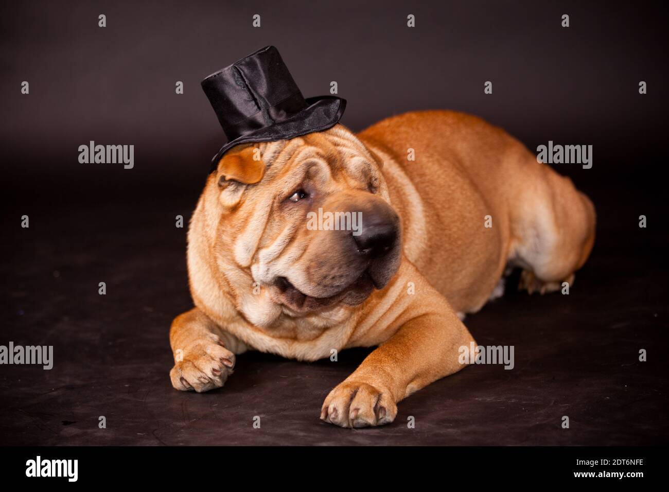 Elegante Sharpei Hundewaring-Stovepipe im Studio Stockfoto