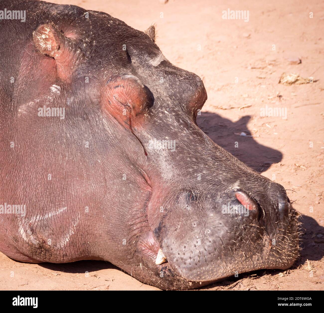 Hippopotamus amphibius Stockfoto
