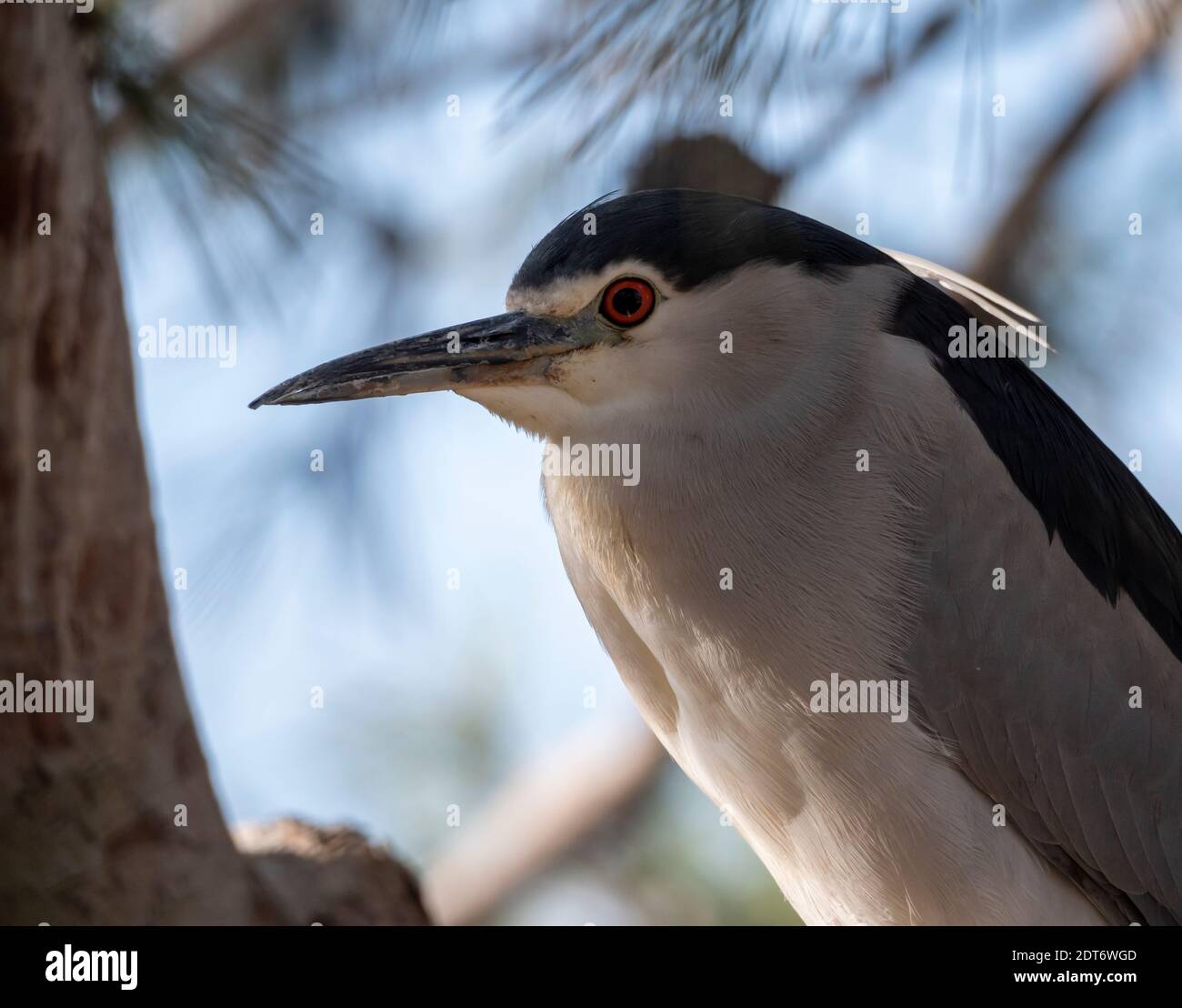Ixobrychus minutus Stockfoto