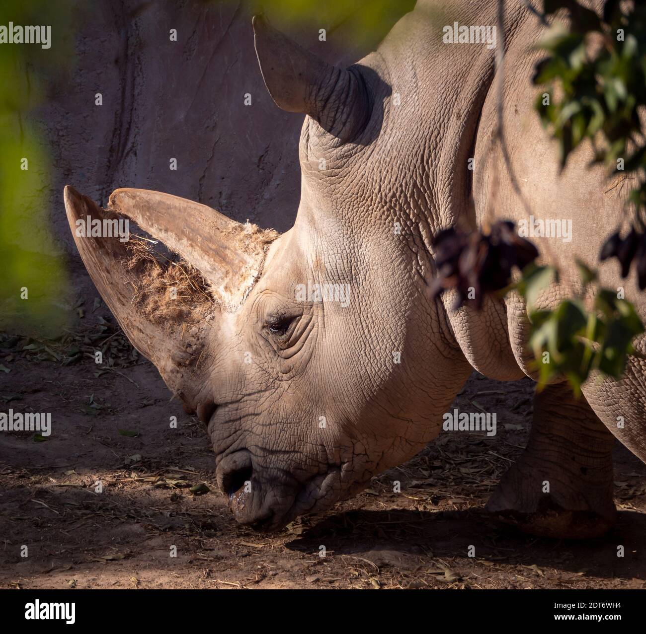 Ceratotherium simum Stockfoto