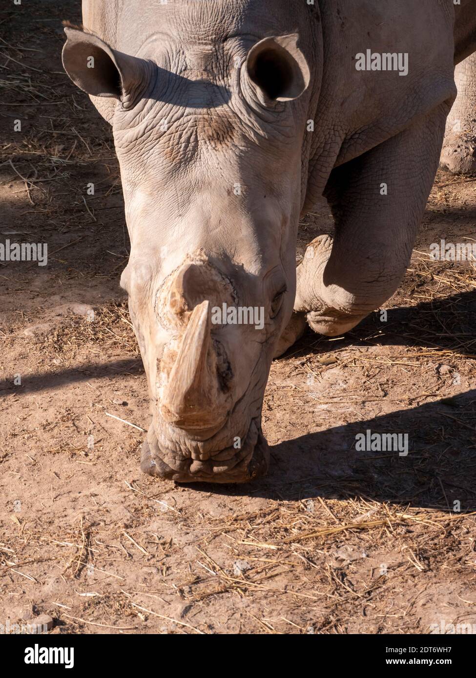 Ceratotherium simum Stockfoto