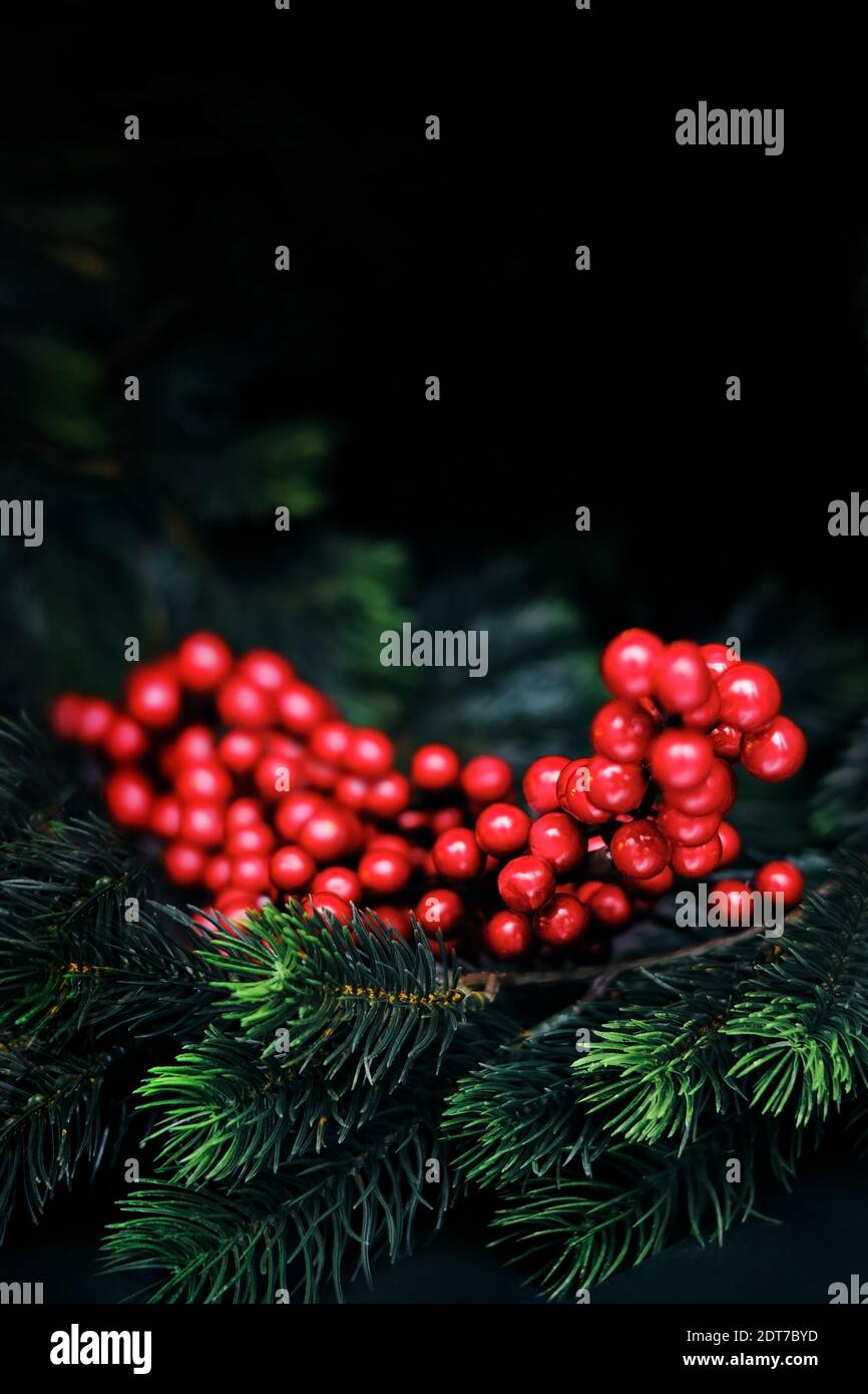 Magisches Weihnachten - weihnachtskranz aus der Nähe, grüne Kiefernzweige und rote Beeren. Moderne, trendige Weihnachtsdekoration mit schwarzem Hintergrund. Stockfoto