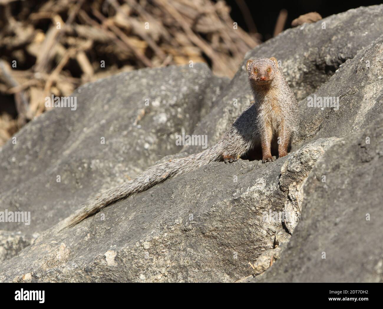 Indian Grey Mongoose, Common Grey Mongoose (Herpestes edwardsii), sitzend auf einem Felsen, Indien, Mount Abu Stockfoto