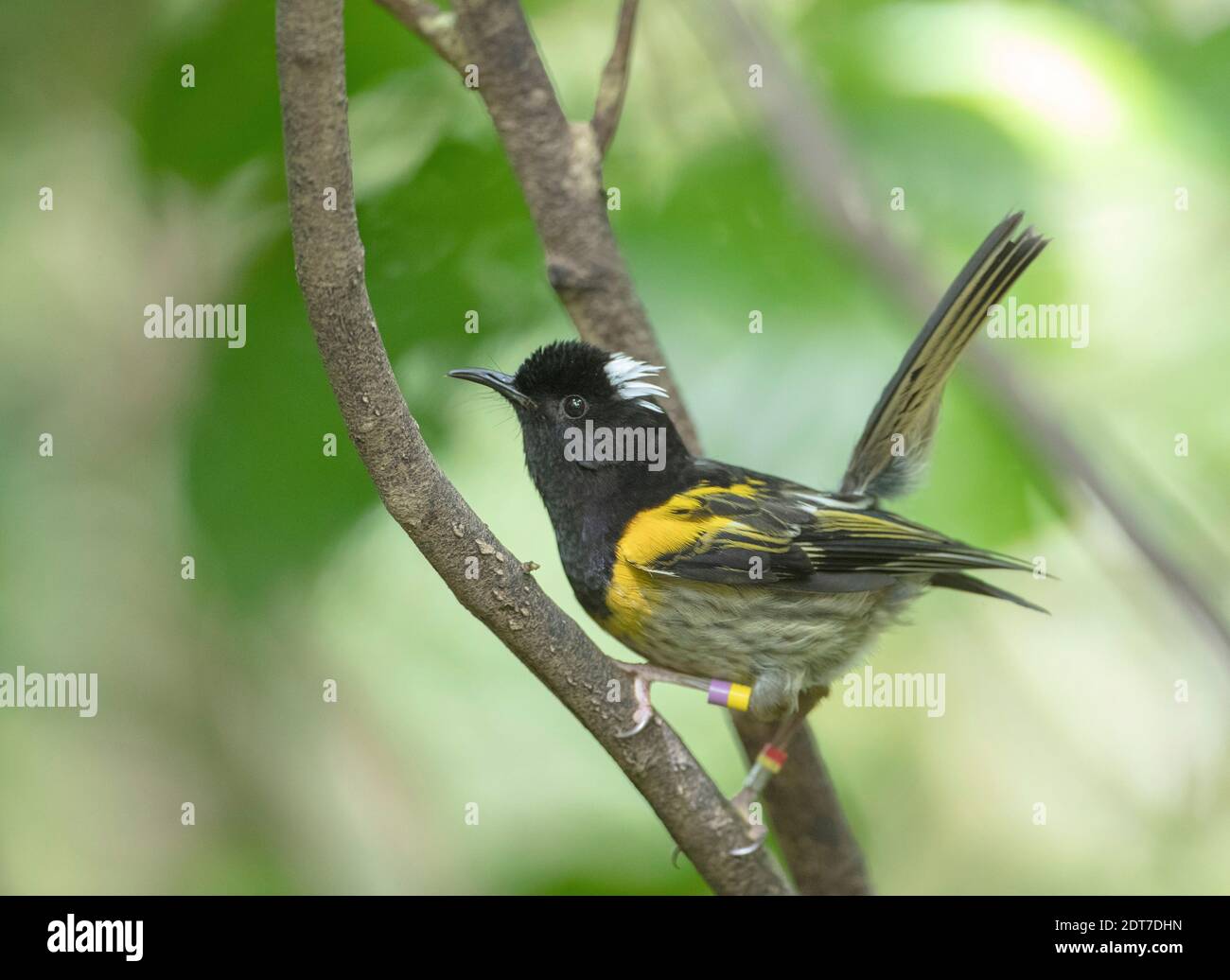 Stitch-Vogel, Stitchbird, hihi (Notiomystis cincta), Männchen auf einem Ast rufend, Seitenansicht, Neuseeland, Nordinsel, Tiritiri Matangi Island, Stockfoto