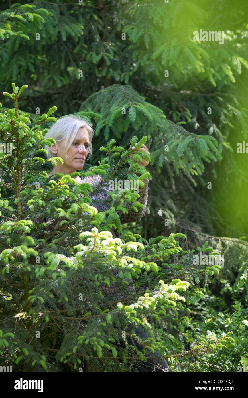 Norwegenfichte (Picea abies), frische junge Fichtensprossen werden gesammelt, Deutschland Stockfoto