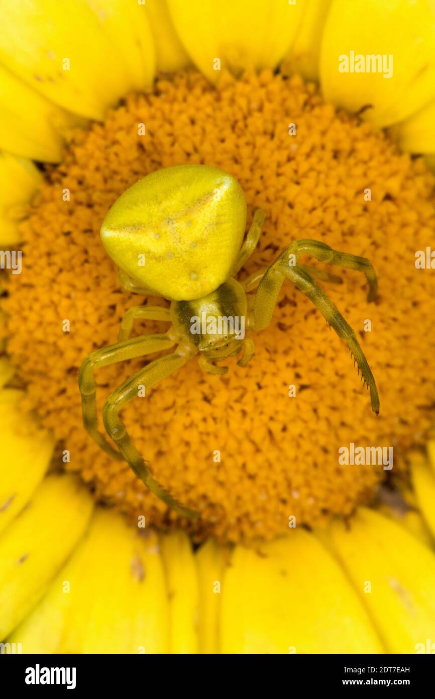 Krabbenspinne (Thomisus onustus), Weibchen lauert auf einer gelben Blüte auf Beute, Blick von oben, Italien Stockfoto