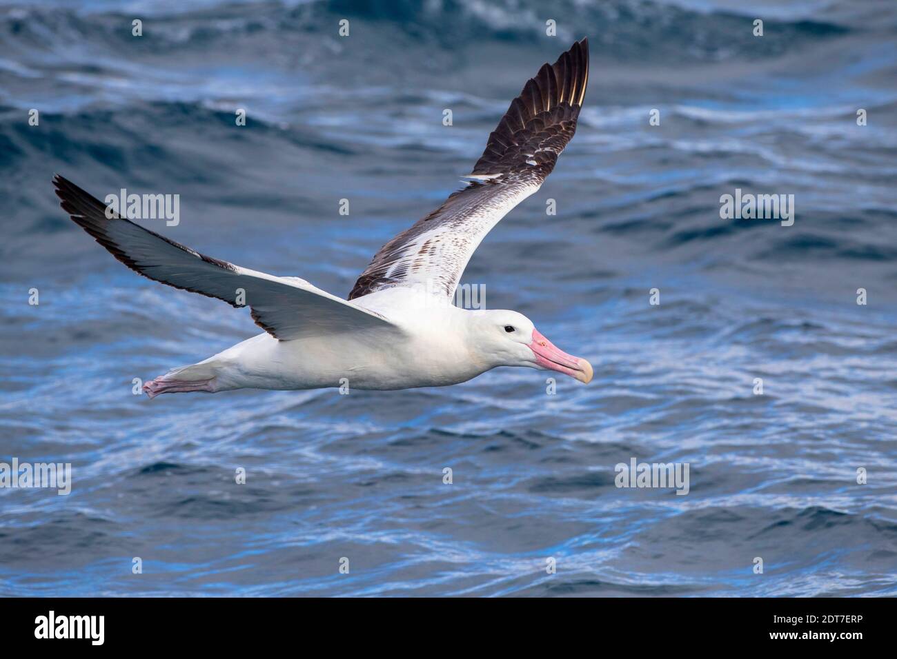 Royal Albatross, Southern Royal Albatross (Diomedea epomophora), im Flug über den Wellen des Südpazifischen Ozeans, Seitenansicht, Neuseeland, Stockfoto