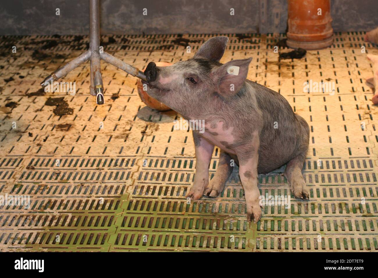 Hausschwein (Sus scrofa f. domestica), Ferkel auf Plastikboden gehalten und am Trinknippel, Schweinezucht, Deutschland Stockfoto