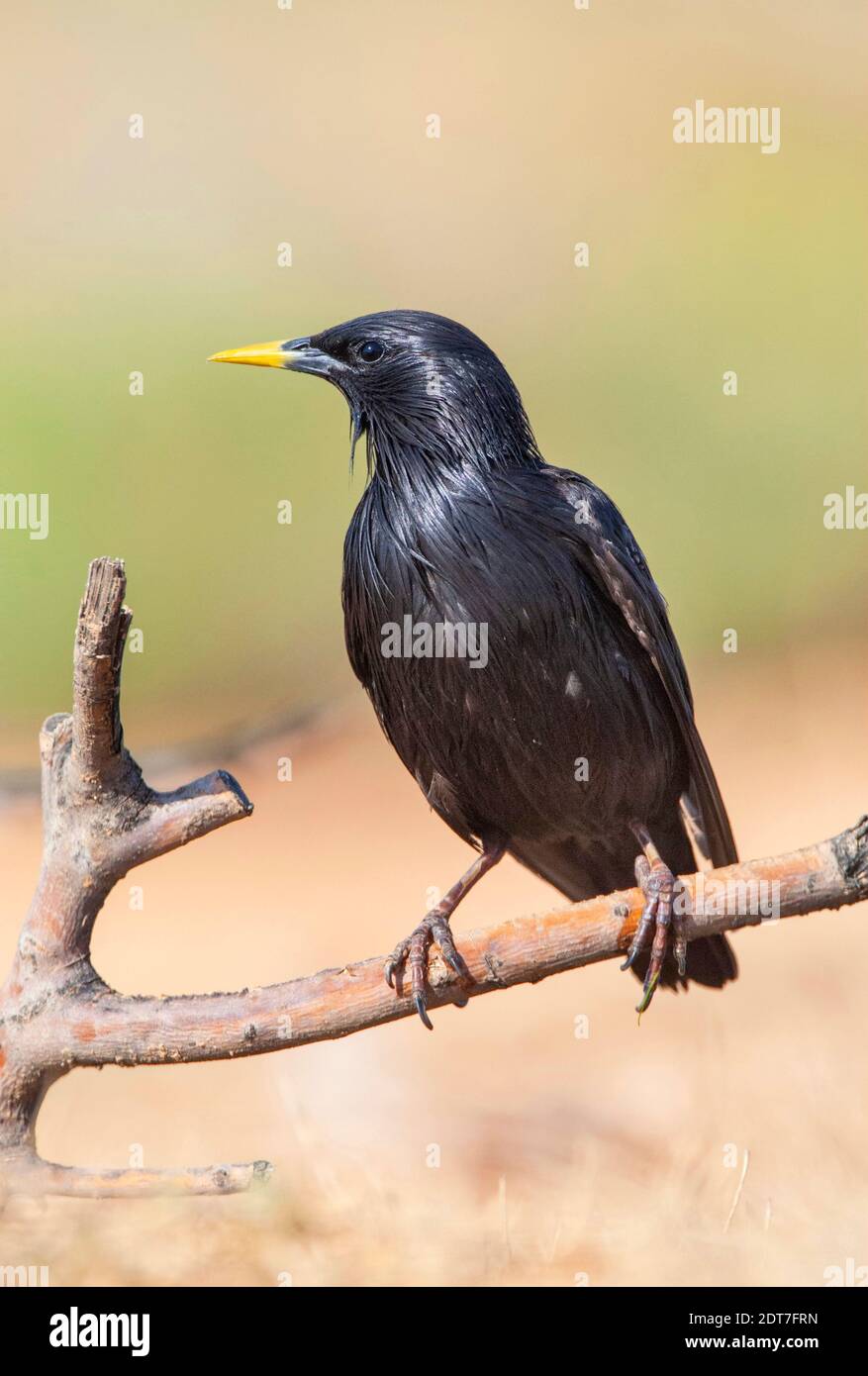 Makellos starling (Sturnus unicolor), n ein Zweig, Spanien, Zaragoza Stockfoto