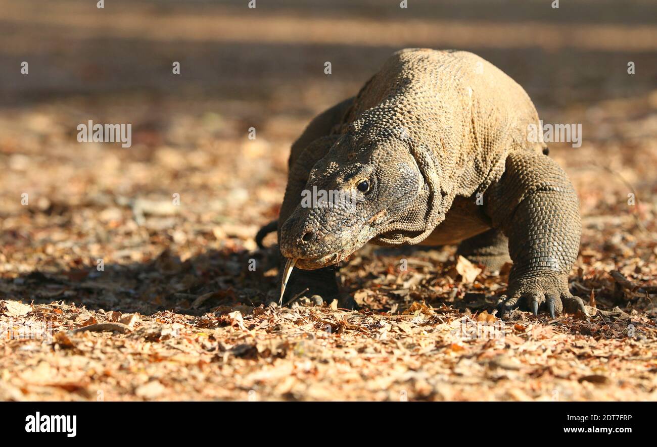 Komodo-Drache, Komodo-Monitor, ora (Varanus komodoensis), zeigt seine Zunge, Indonesien, Komodo-Insel Stockfoto